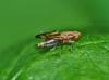 Opomyza germinationis